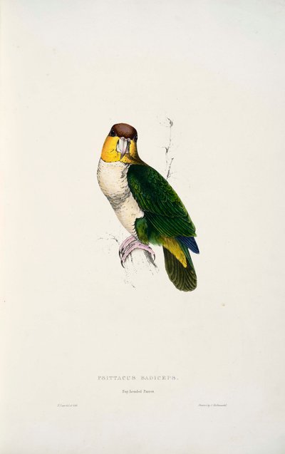 Pionites Leucogaster by Edward Lear